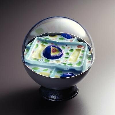 American Educational 2056 Plant Cell Model - Picture 1 of 1