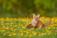 Fox Kit in Dandelions by Matthew Huras Fine Art Print Wildlife Nature 16x23