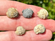 Texas Fossil Gastropods LOT OF 5 Pharkidonatus percarinatus Pennsylvanian Age