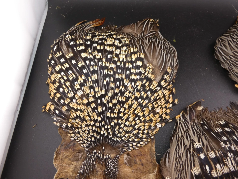 Capa de gallo jungle 3 piezas material para atar moscas plumas Foto 3 de 4