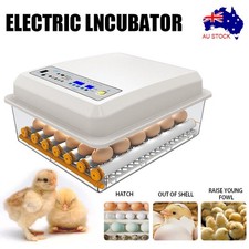 أخرى مستلزمات Chicken Duck