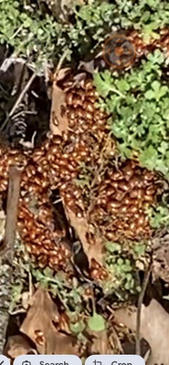 #ad 1500 LIVE LADYBUGS. GUARANTEED LIVE DELIVERY. FRESH THIS SEASON $38.00