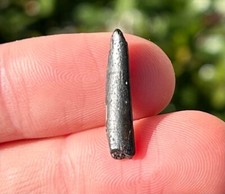 Pterosaur Tooth Fossil Flying Dinosaur Tooth from Niger Cretaceous Era Elrhaz Fm