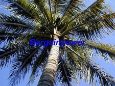 Sprouted Coconut Palm 🌴 Tree Cocos Nucifera Sprout Seed Live Plant Tropical