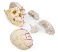 NeurovasculäRer SchäDel Mit Zerlegbarem Gehirn Anatomisches Modell Der Nerven