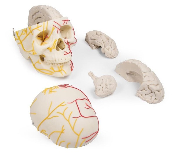 NeurovasculäRer SchäDel Mit Zerlegbarem Gehirn Anatomisches Modell Der Nerven-image