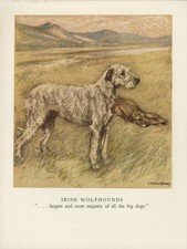 IRISH WOLFHOUND VINTAGE 1947 DOG ART PRINT ARTIST VERNON STOKES
