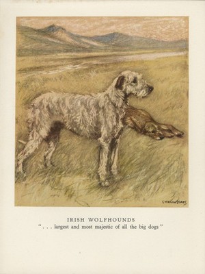 IRISH WOLFHOUND VINTAGE 1947 DOG ART PRINT ARTIST VERNON STOKES