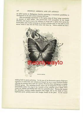 Morpho Hecura, (Surinam Laternenträger auf Rückseite), Buchillustration, um 1916