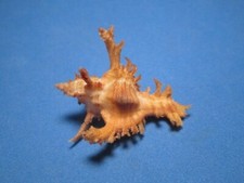 Chicoreus banksii f. crocatus REEVE,1845 "LONG-SPINED VARIANT" (46.8mm)