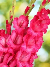 3 - Fairytale Pink GLADIOLUS Flower Bulbs  * HOT PINK & BREATHTAKING POLLINATOR