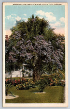 Florida, Bouganvillea Vine Entwining a Palm Tree, Vintage Postcard