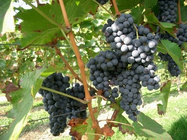 Vitis vinifera Merlot WINE GRAPE Seeds!