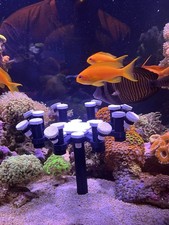 Customizable Frag Rack For Coral Frag Plugs