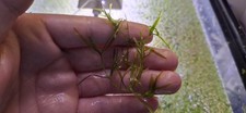 Premium Home-Grown Guppy Grass Live Aquatic Plant Fry Shrimp Cover