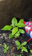 6" Tall Healthy Live Lemon Tree Plant