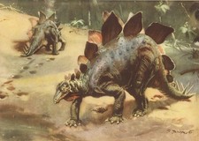 Prehistoric USA STEGOSAURUS Color Print By Z Burian 1963 VF 8.25x12" no border