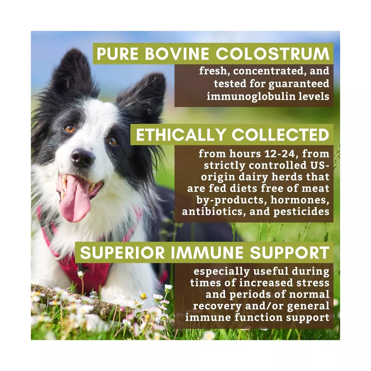 Wholistic Pet Organics Immune Balance Bovine Colostrum