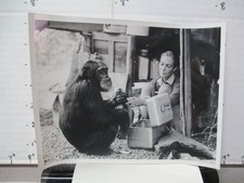CBS TV show photo 1960s Jane GOODALL wild chimpanzees National Geographic
