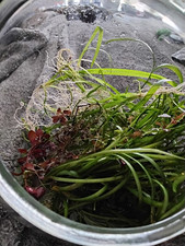 Lrg Live Freshwater Aquarium Plant Bundle Assorted Aquatic Plants in Glass Bowl