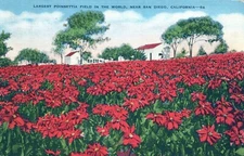 San Diego California Largest Poinsettia Field in the World Linen Postcard