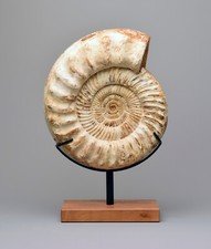 30 cm Ammonite Kranaosphinctes sp.