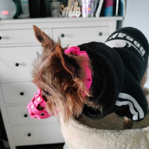 Nylon Hundesauze für Yorkshire Terrier, Mini Pincher, Chihuahua & ähnliche Schnauzen - Bild 9 von 23