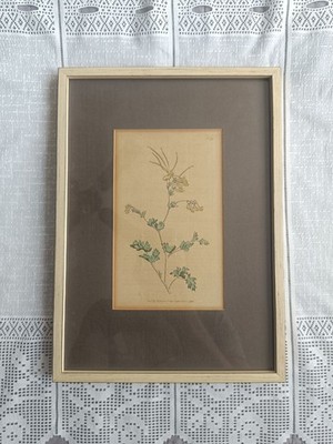 Curtis Botanical Magazine 1792 No.179 Fumaria glauca Kupferstich