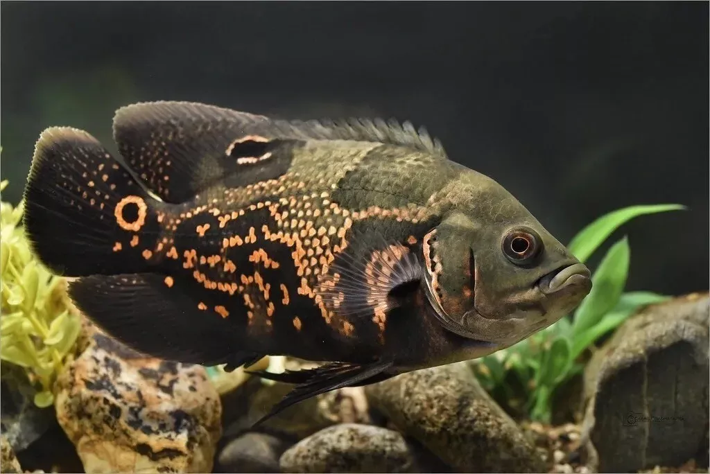 Tropical 2025 oscar fish