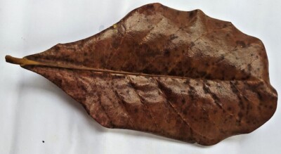 ```250Pcs Almond Indian Leaves Catappa Betta Discus Cichlid Shrimp Fish Aquarium