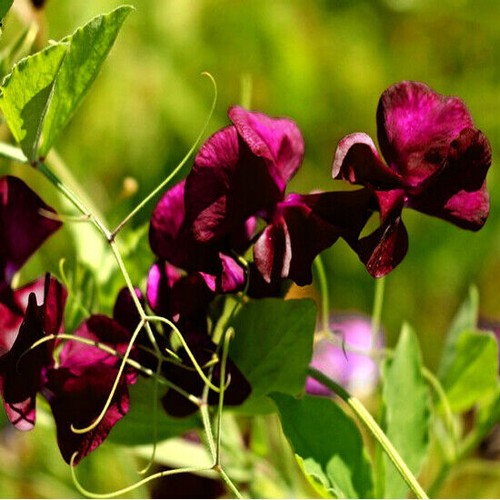 CLIMBING FLOWERS - Vines - Thunbergia Morning Glory Sweet Pea - Flower seeds - Picture 106 of 121