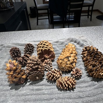 Mixed Lot of Assorted Natural Pine Cones for Crafts, Various Sizes
