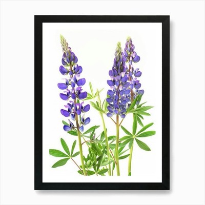 Lupine Blumen Kunstdruck gerahmt Wandbild Poster Leinwanddruck Bild
