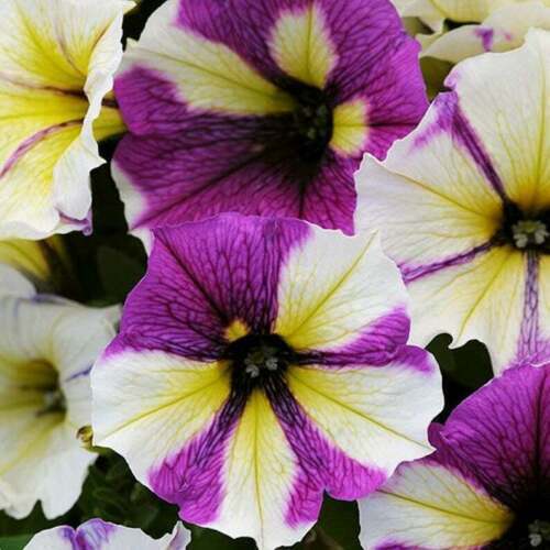 1 Pack 100 Purple Yellow Stripe Petunia Seeds Petunia hybrida Morning ...