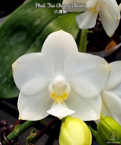 Orchid Phalaenopsis Phal  Tzu Chiang Chrisna. Fragrant. Blooming Size. Mericlone - Picture 1 of 4