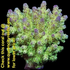 WYSIWYG - Fiji Acropora Colony - SPS Colony - Live Coral
