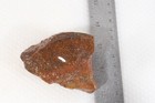 Agatized 6.8 oz. Dinosaur Spiderweb Gem Bone end cut rough lot J3 Fluoresces — photo 10