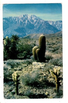 Cholla and Barrel Cacti on the California Desert  Postcard CA