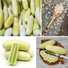 White Wonder Cucumber Seeds, Ivory King, White Albino, NON-GMO 20 Seeds