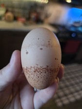 12 Rainbow Egg Mix   Color-Packed Hatching Eggs