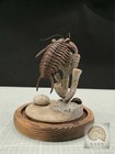 1/1 Trilobite Scene Fossil Model Arthropod Animal Decor Trilobita Collector Toys