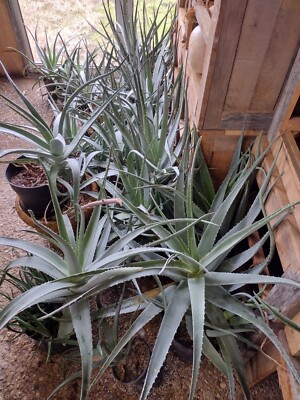 Aloe Vera Plants - Pups to XXX-LARGE _WELL_ROOTED_ Medicinal Plant, Air  Purifier | eBay