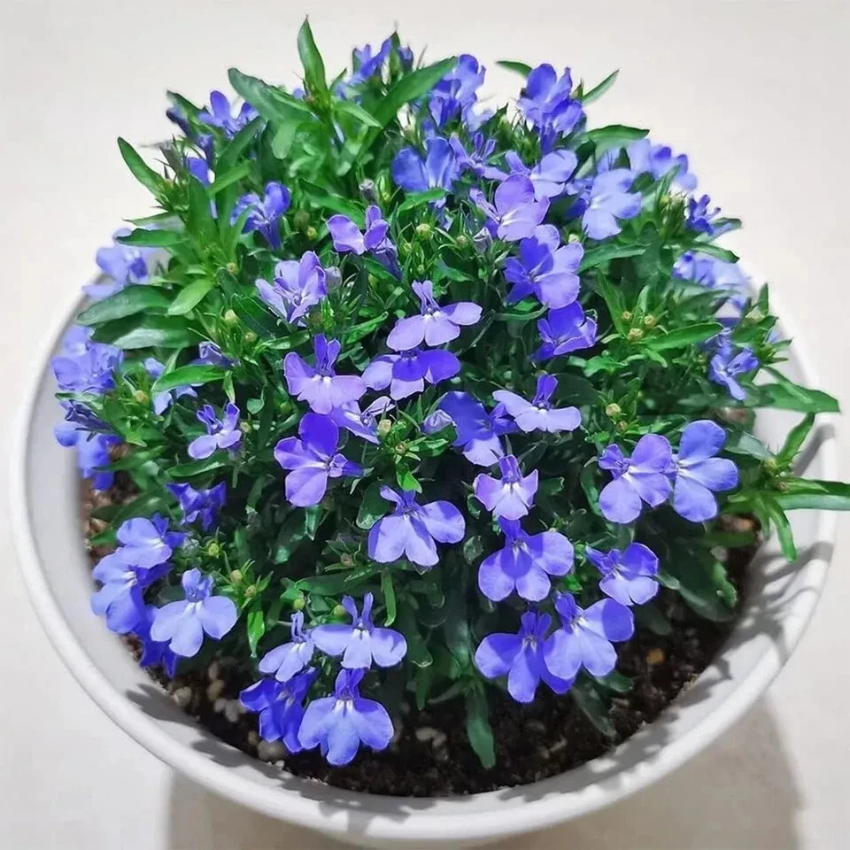20000+ Magic Blue Creeping Thyme Seeds for Planting Ground Cover Plants Heirloom - Image 2 of 4