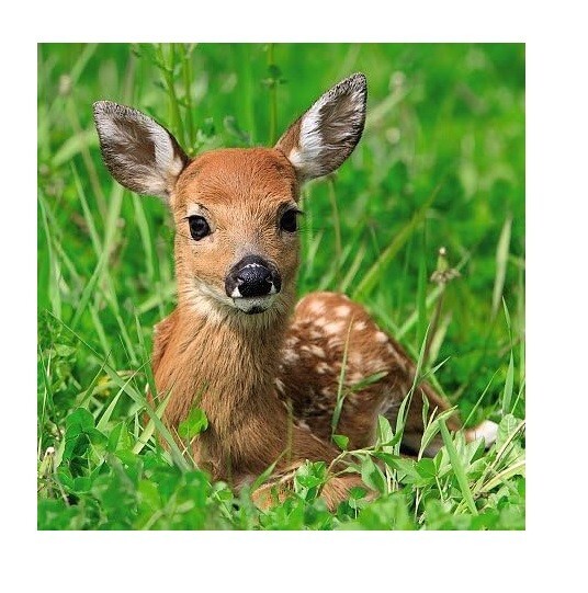 3D Holographic Open Greetings Birthday Card Blank Inside Ani'mates Baby Deer