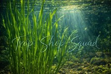 6 Vallisneria Jungle Val Bunch Live Aquarium Plants Beginner buy 2 get 1 free 