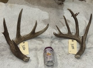 Lot Of 2 WILD whitetail deer antlers Taxidermy Horns bone sheds 3285 3286