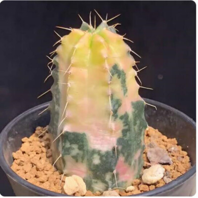 Cactus Succulent plant Echinocereus knippelianus variegated High 5-6cm