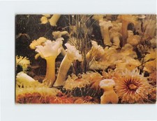 Postcard Beautiful Sea Anemones