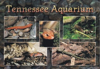 TENNESSEE AQUARIUM, CHATTANOOGA, TENNESSEE ~ GEBRAUCHT ~ VERSCHICKT