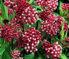ROSA MARIPOSA HIERBA Asclepias Incarnata - 200 semillas a granel